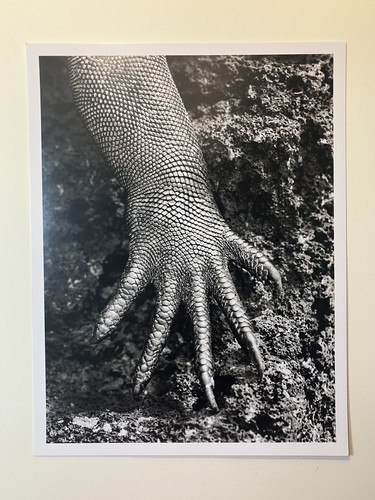 Sebastião salgado genesis - salgado,