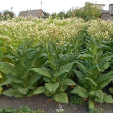 Tobacco virginia gold 300 pcs - tobacco,