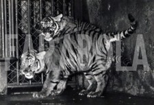 Foto vintage Francia, Cuccioli di tigre a Vincennes, 1955, stampa 21x15 cm