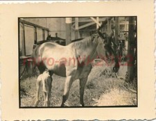 Foto, post. Uffz. da Detmold