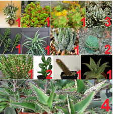 20 PICCOLE piante Grasse a radice nuda, NO vasi, in foto Piante Adulte, LEGGERE!