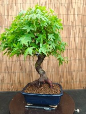 Bonsai di Acero Yamamomiji h