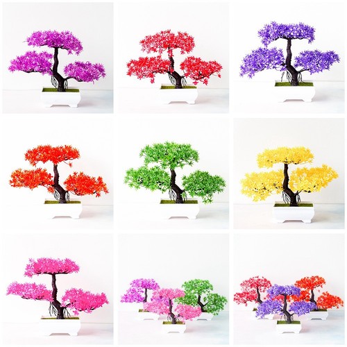 Bonsai pianta vaso - in,