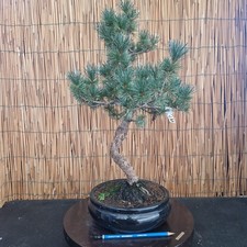 Bonsai di Pino Pentaphilla h
