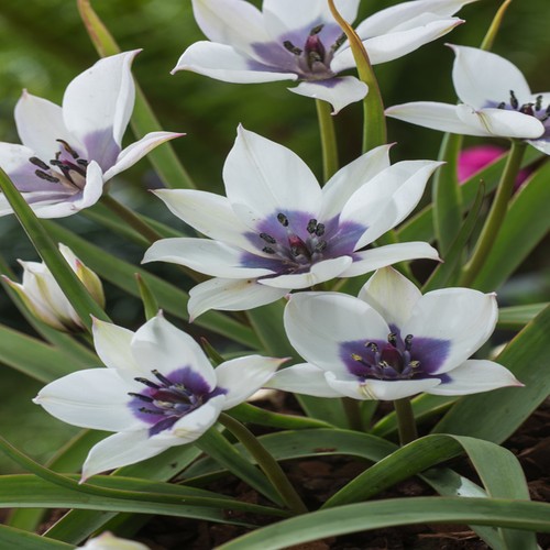 Tulipani bulbi fiori - tulipani, di