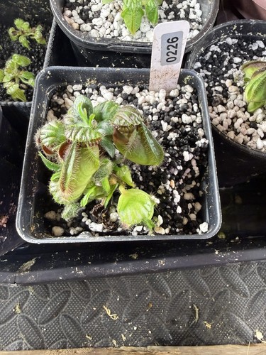 Cephalotus follicularis - cephalotus,