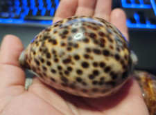 🐚Cypraea tigris pardalis