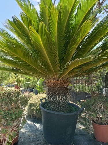 Pianta cycas revoluta vaso - pianta,