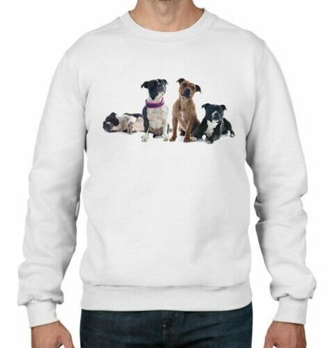 Staffordshire bull terrier - staffordshire,
