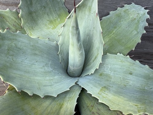Agave ovatifolia piantina