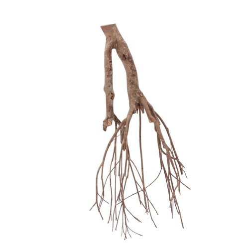 Radice acquario decorazione - radice,