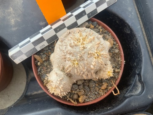 355 pachypodium brevicaule - pachypodium,
