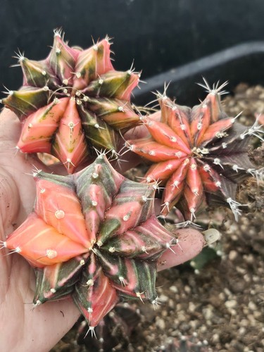 Gymnocalycium variegated pack