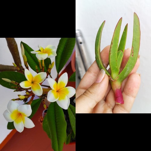 Carpobrotus edulis 5 - 5,