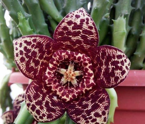 Stapelia variegata fiore di - stapelia, (fiore