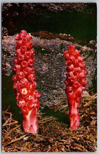 Cartolina sequoia kings - cartolina,