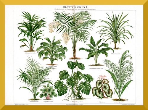 Piante foglia - a, +