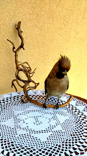 Trofeo caccia esemplare - caccia,