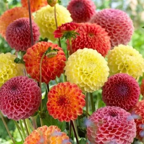 236mt pompon dahlia - 236mt,