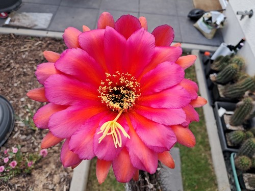 Trichocereus hybrid orange - -,