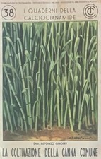 COLTIVAZIONE CANNA COMUNE