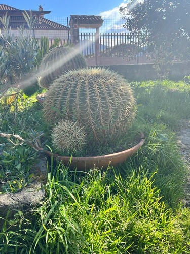 Echinocactus grusonii cuscino - echinocactus,
