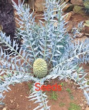 Semi da boutique Encephalartos