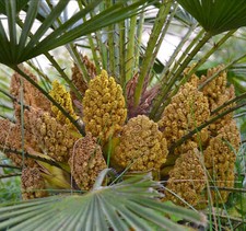 Chamaerops humilis | palma ventaglio europeo | palma ventaglio nano - palma ventaglio europeo | Dw