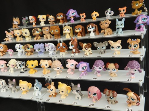 Molti cani lps cuccioli - molti, lps,