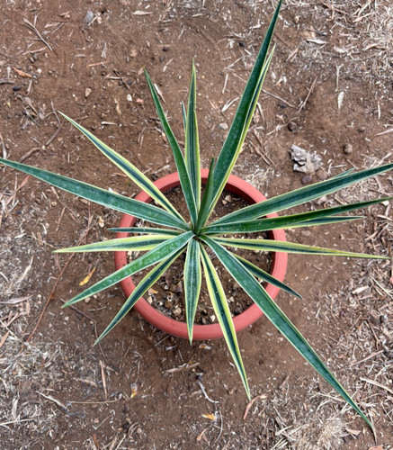 Yucca aloifolia marginata - yucca,