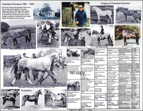 Foto romantica gallese pony