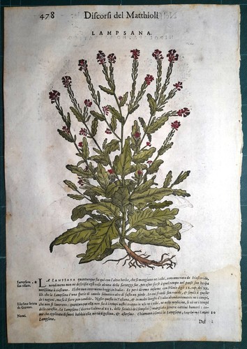 Stampa antica mattioli - stampa,