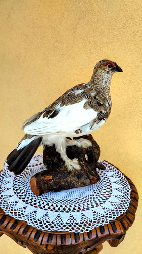 Trofeo caccia pernice delle - caccia,