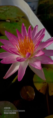 Ninfea pink explosion - ninfea,