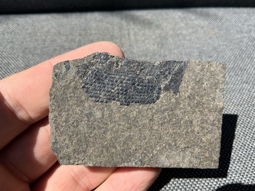 Rare fossil fish scales - rare,