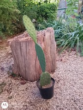 Fico D'india Senza Spine