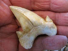 Set denti di squalo - di, 3