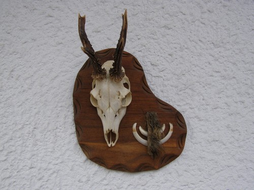 Denti cinghiale capriolo - di,