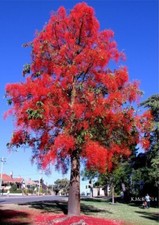 15 Semillas Árbol de Fuego