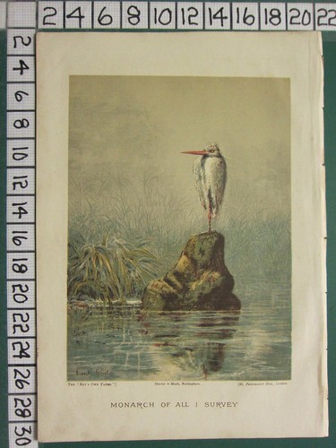 C1890 stampa uccello d - c1890, ~