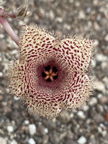 Huernia herinacea succulenta - huernia,