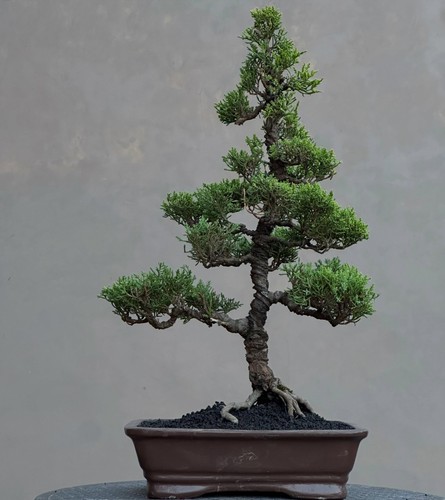 Albero vivo juniperus
