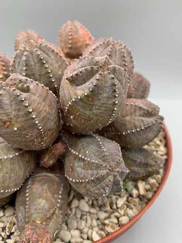 Euphorbia pseudoglobosa vaso - euphorbia,
