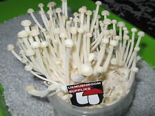 10ml Enoki (Enokitake)