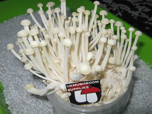 10ml enoki - 10ml, (enokitake)