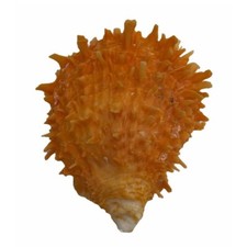 Vera Conchiglia Spondylus