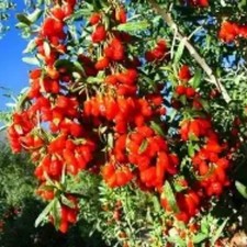 Pianta goji rosso - pianta,