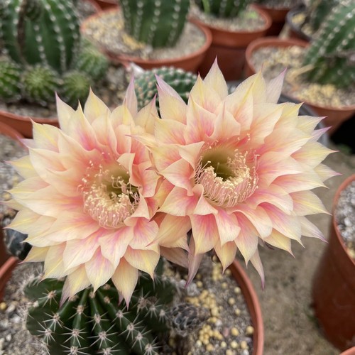 Piante cactus 4 - piante,