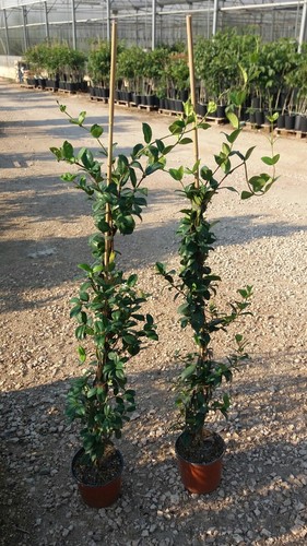 Piante di rincospermum - di,