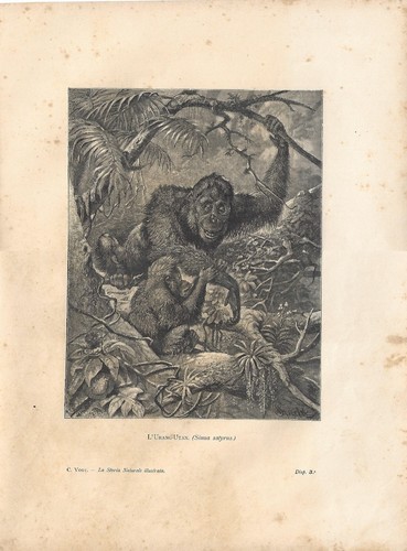 Stampa antica scimmia orango - stampa,